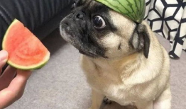 爆料吃瓜图片表情包大全,吃瓜群众必备！海量爆料图片表情包大盘点