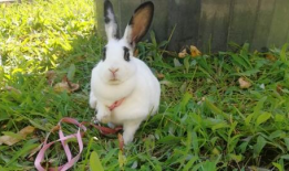 小白兔视频,小白兔的奇幻冒险之旅