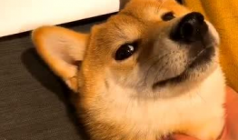 狗狗配对视频,配对视频中的温馨瞬间